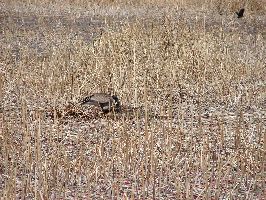 nesting at Scout Island Marsh